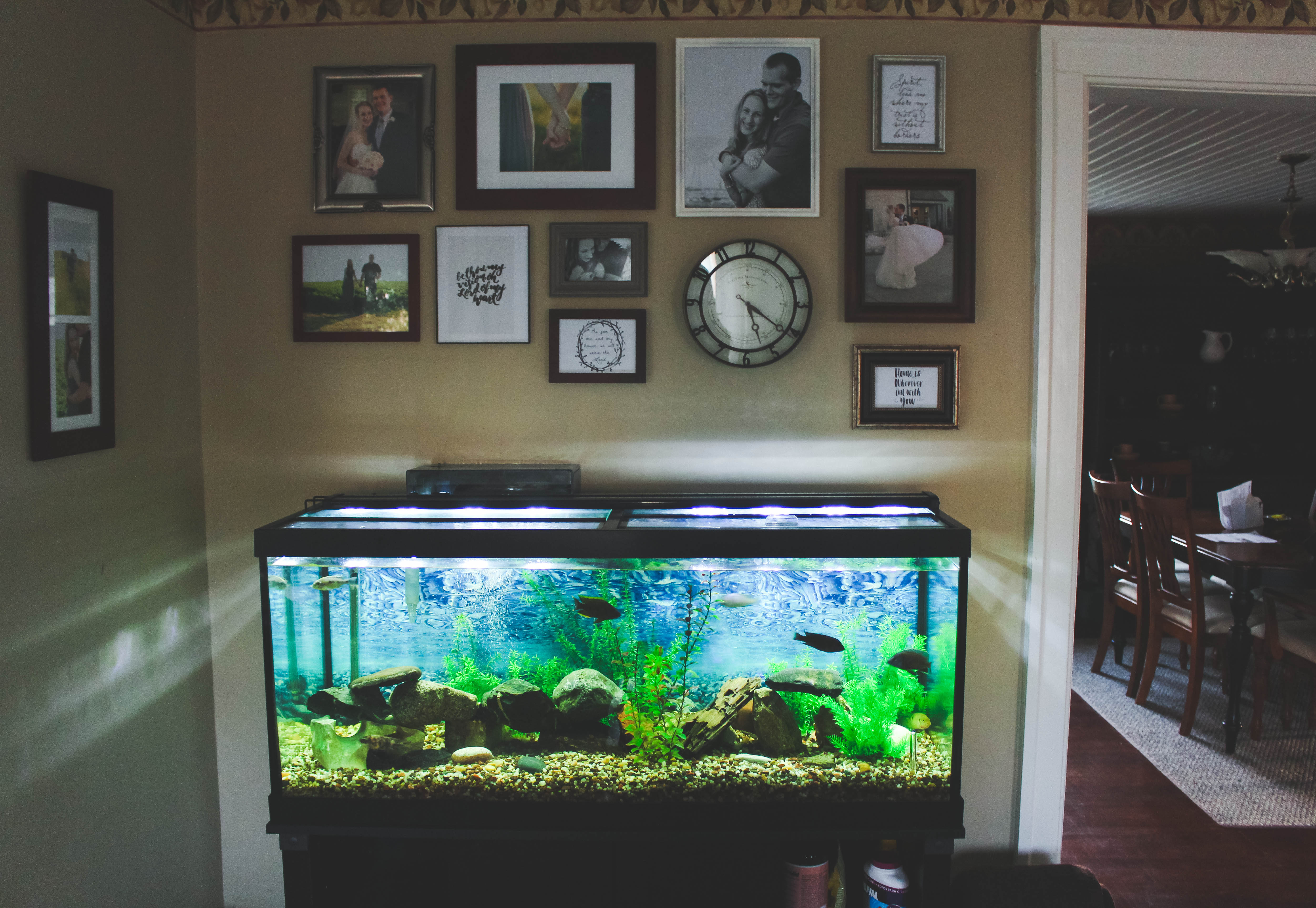 A Peek Inside Our Place // Fish Tank & Gallery Wall